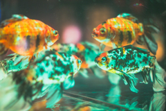 アートアクアリウムにて　その２