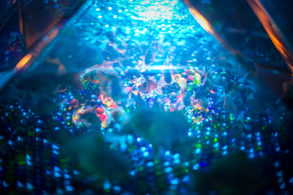 アートアクアリウムにて　その３
