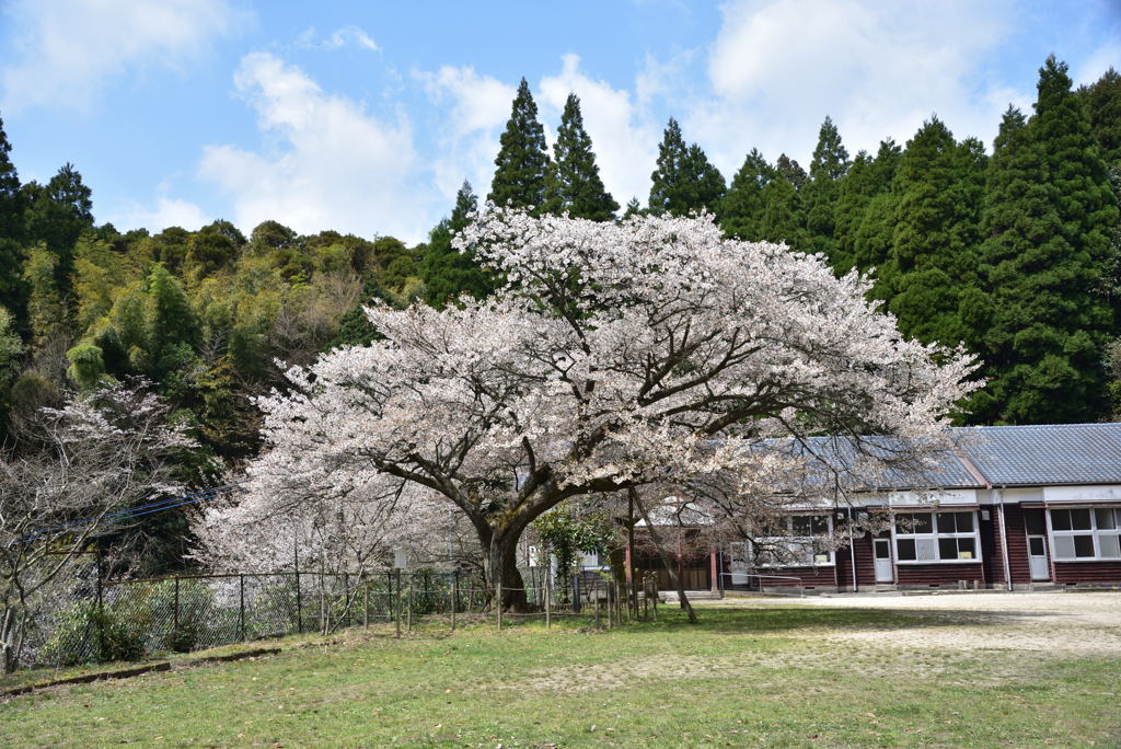 分校跡地の山桜