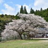 分校跡地の山桜