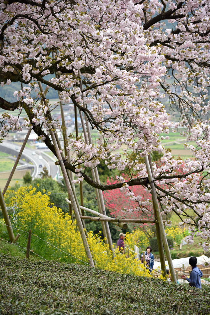 我が故郷の百年桜