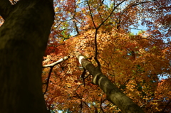 紅葉