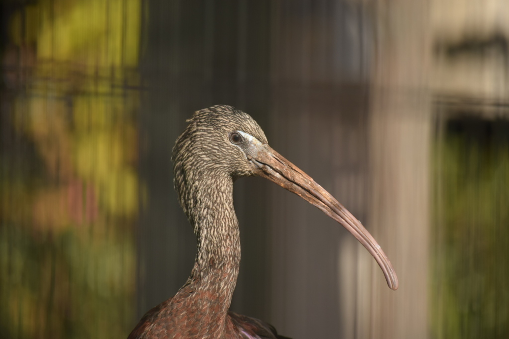 なにやら鳥