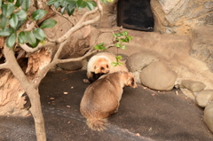アナグマ
