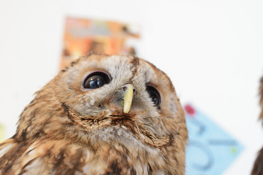 煽りフクロウ