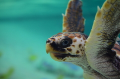 ウミガメ
