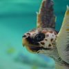 ウミガメ