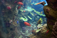 魚たち