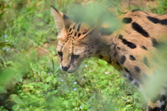 サーバル