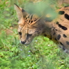 サーバル