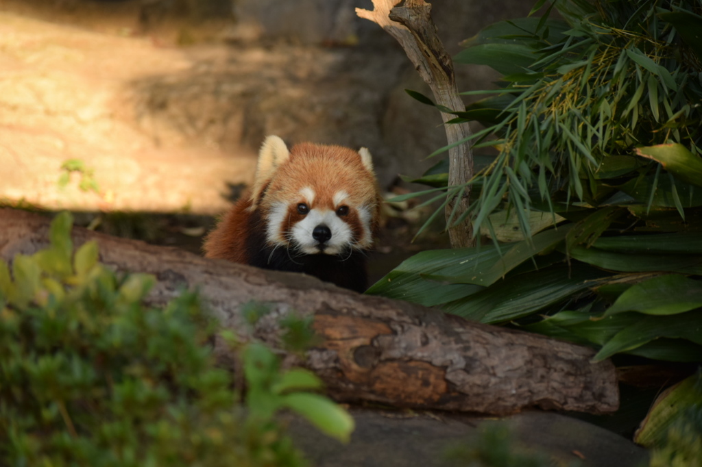 レッサーパンダ