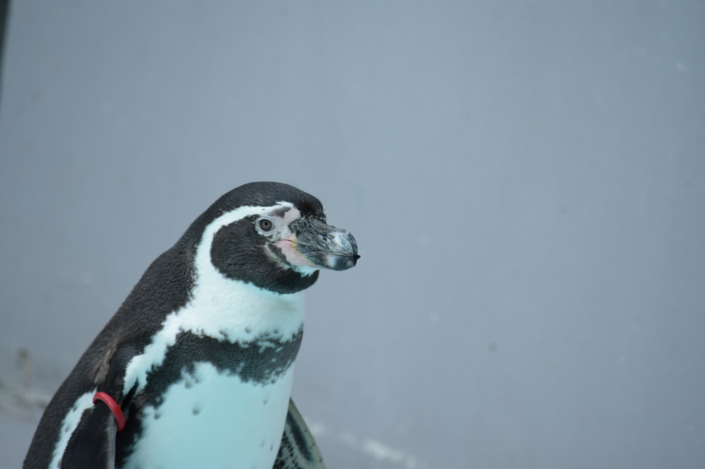ペンギン