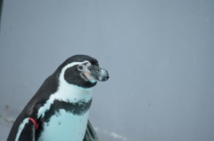 ペンギン