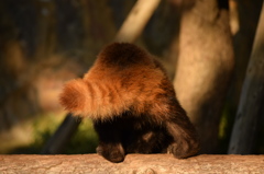 レッサーパンダ