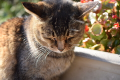 ねこ