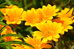 お花