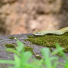アオダイショウ