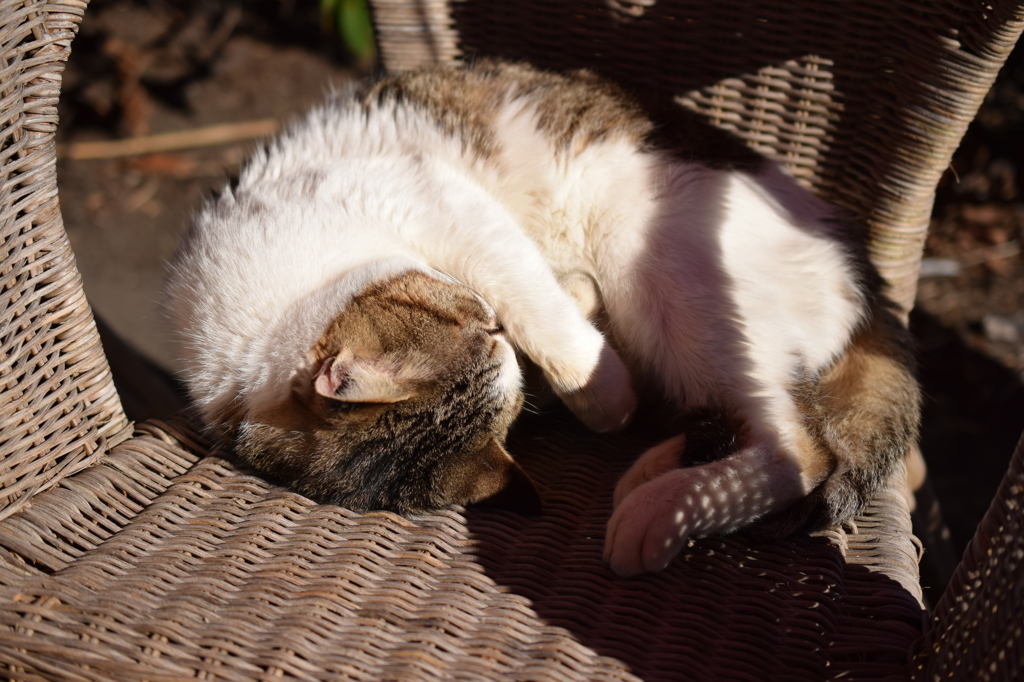 ねこ