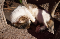 ねこ