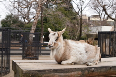 ヤギ