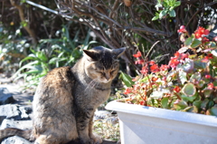 ねこ
