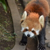 レッサーパンダ