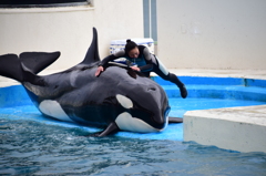 シャチ