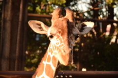 キリン