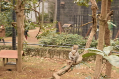 ニホンリス