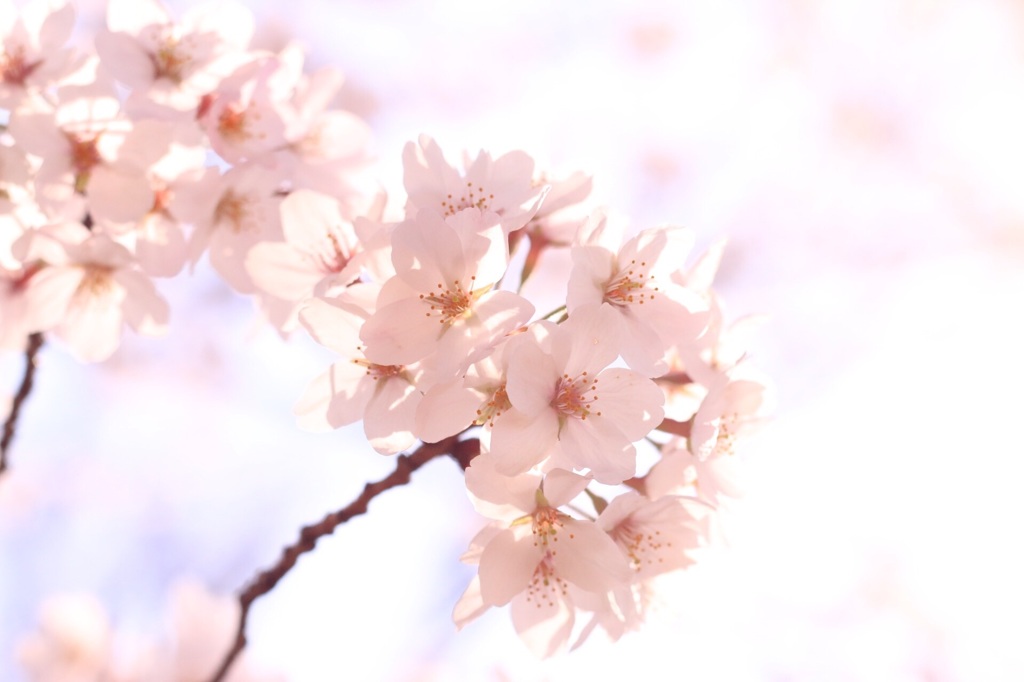 桜