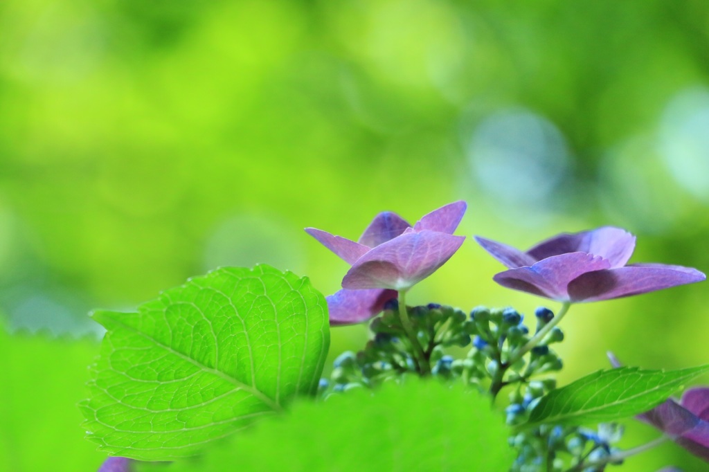 紫陽花