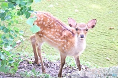 奈良公園