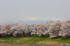 山、桜、人