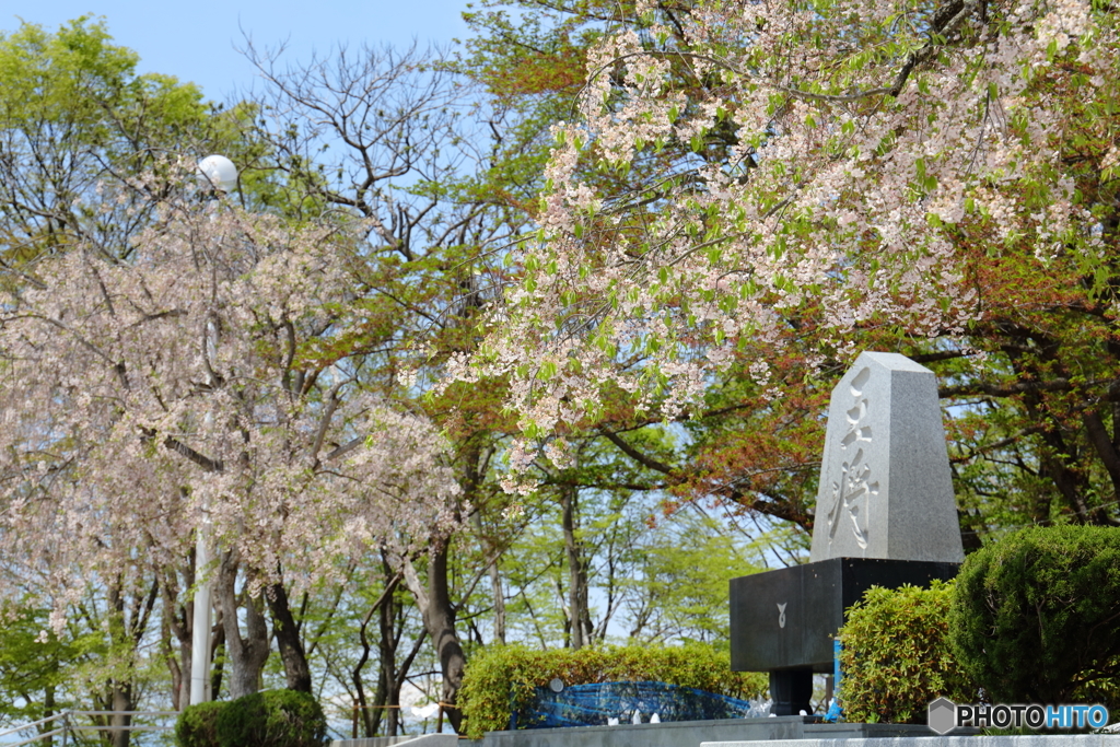天童なごり桜