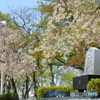 天童なごり桜