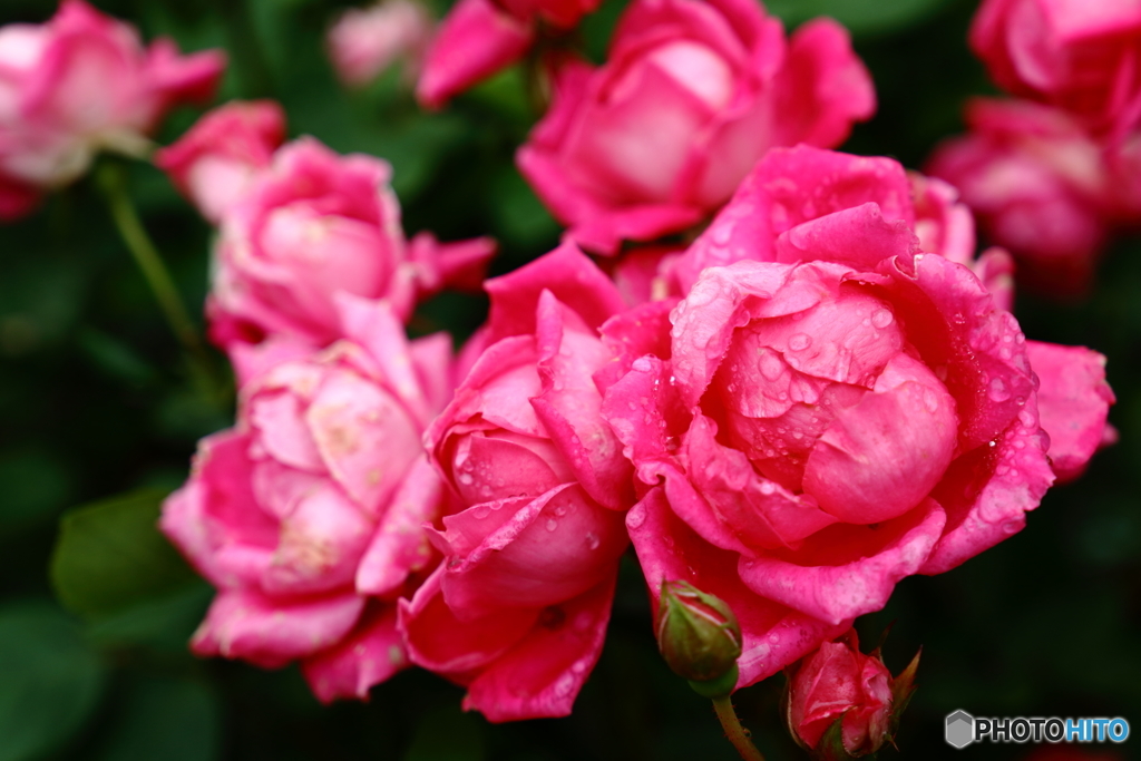 濡れた薔薇色