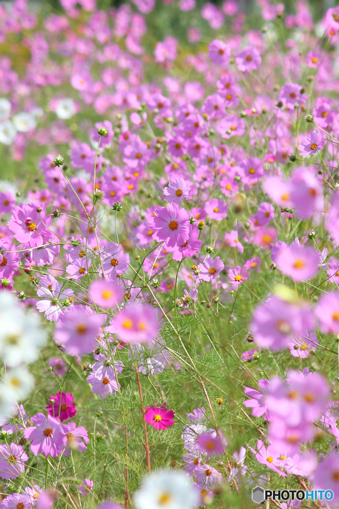 咲き乱れる秋桜