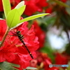 蜻蛉と石楠花