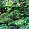 苔の世界