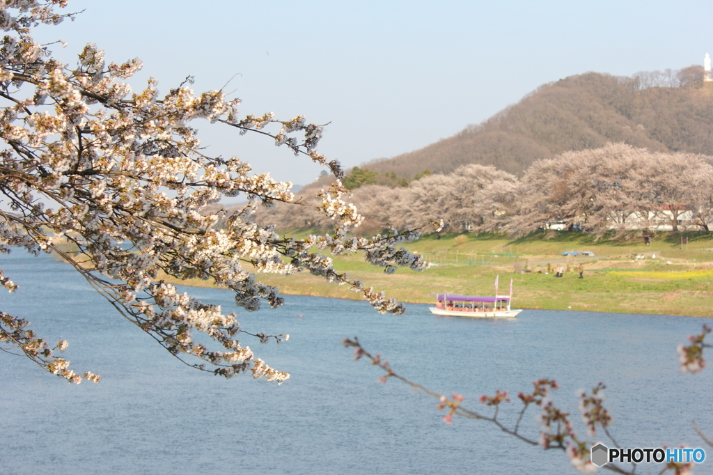 花見舟