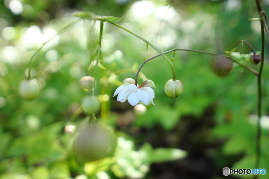 蓮華升麻
