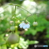 蓮華升麻