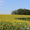 ひまわり畑