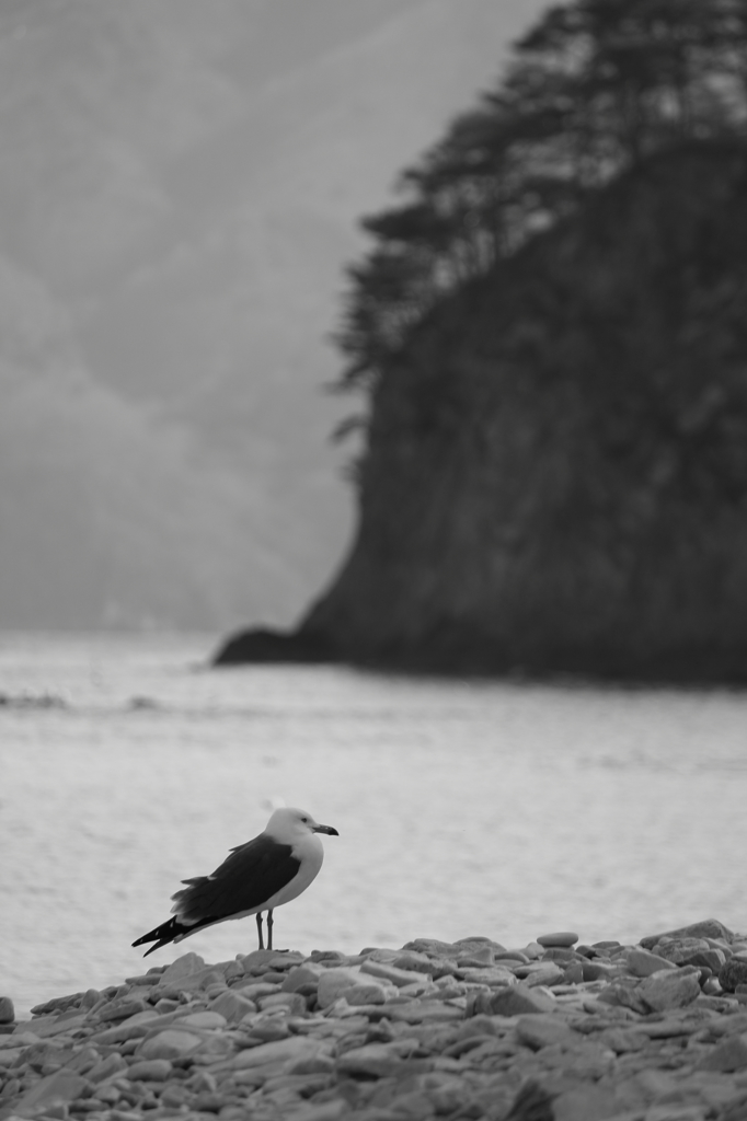 鳥と海