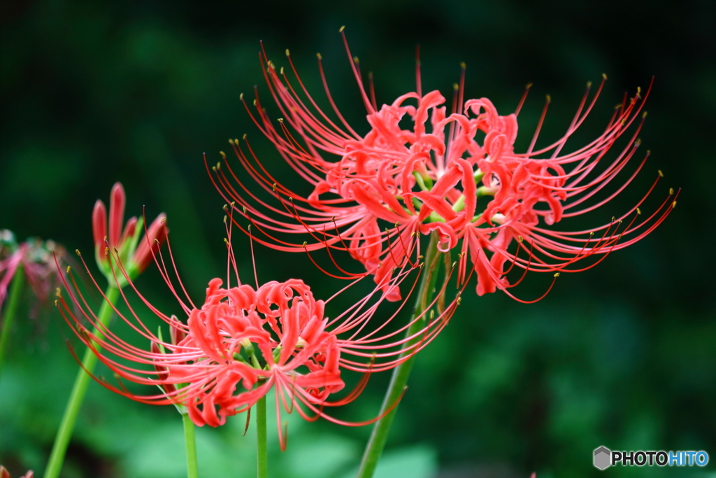 曼珠沙華