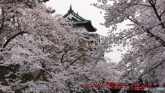 桜纏う城