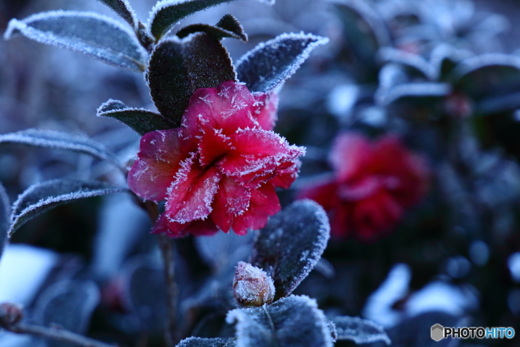 凍花