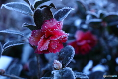 凍花
