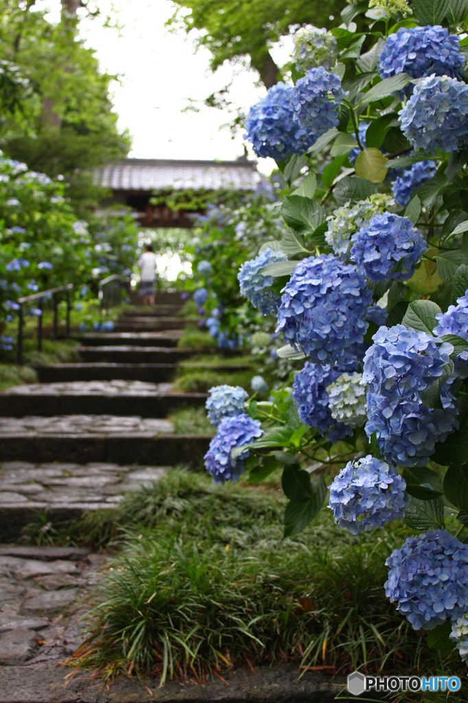 梅雨空に紫陽花