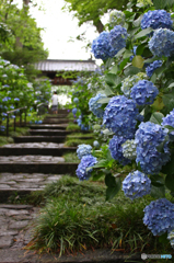 梅雨空に紫陽花